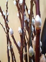 Live Pussy Willow Branches From Http Www Nettletonhollow Com