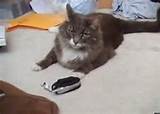 Cat Ringtone Is So Realistic It Even Fools A Real Cat VIDEO